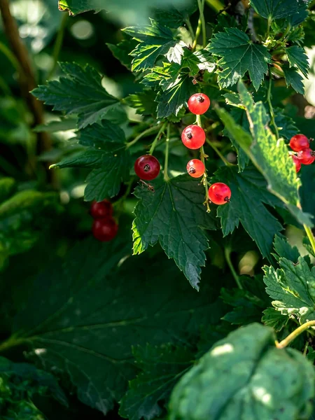 Grosella Roja Brillante Arbusto Jardín Las Bayas Son Iluminadas Por — Foto de Stock