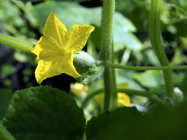 Flores Pepino Amarillo Brillante Invernadero Sobre Fondo Natural — Foto de Stock