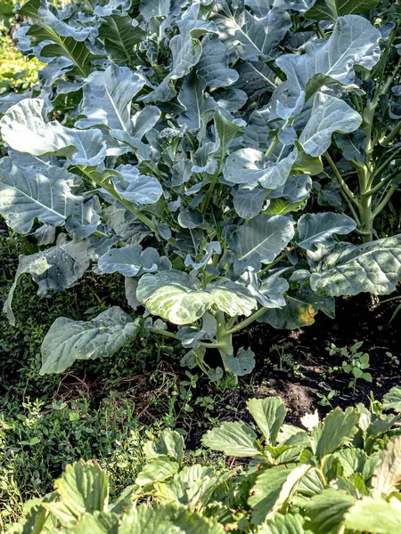 Fresh Green Broccoli Grows Garden Bed — Stock Photo, Image