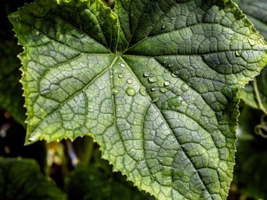 Bir seradaki salatalık yaprağına su damlaları düşer, güneş tarafından aydınlatılır.