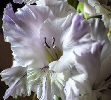 Masadaki vazoda narin bir romantik ışık mor gladiolus, yumuşak odaklı.