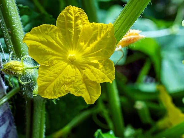 Flores Pepino Amarillo Brillante Invernadero Sobre Fondo Natural — Foto de Stock