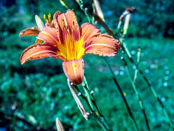 Jasné Čerstvé Oranžové Lilie Přirozeném Pozadí — Stock fotografie