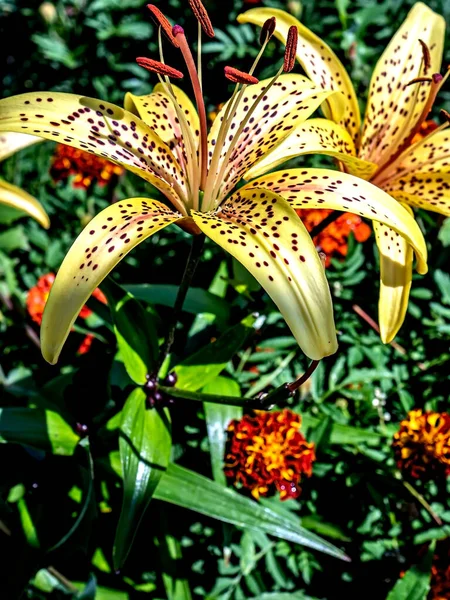 Lirio Tigre Amarillo Delicado Brillante Jardín Contra Fondo Vegetación Natural —  Fotos de Stock