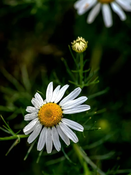 Camomila Branca Fresca Com Gotas Orvalho Manhã Jardim — Fotografia de Stock