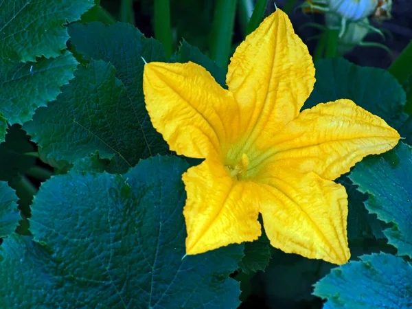 Brillante Flor Calabacín Amarillo Esponjoso Fresco Jardín Entre Vegetación Área — Foto de Stock