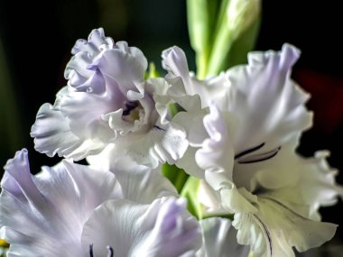 Masadaki vazoda narin bir romantik ışık mor gladiolus, yumuşak odaklı.