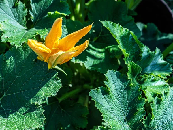 Brillante Flor Calabacín Amarillo Esponjoso Fresco Jardín Entre Vegetación — Foto de Stock