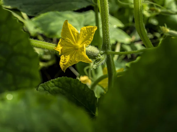 Flores Pepino Amarillo Brillante Invernadero Sobre Fondo Natural — Foto de Stock