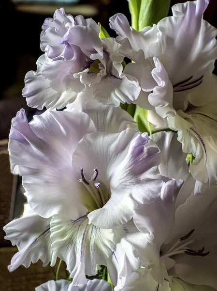 Délicat Gladiolus Romantique Violet Clair Dans Vase Sur Table Mise — Photo