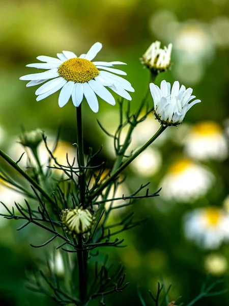 Delicate Fresh White Daisies Morning Garden Indistinct Natural Background — Stock Photo, Image