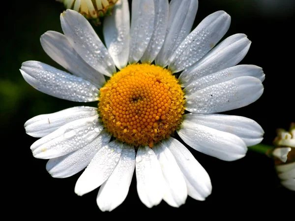 Φρέσκο Λευκό Χαμομήλι Πρωινό Δροσοσταλίδες Στον Κήπο — Φωτογραφία Αρχείου
