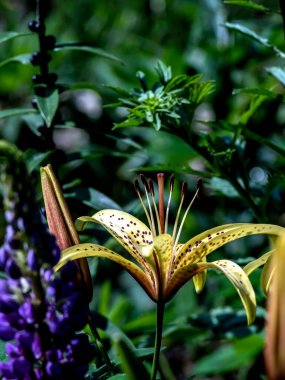 Bahçedeki parlak sarı kaplan zambağı, bulanık doğal yeşilliğin arka planına karşı.