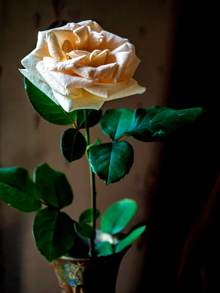 Fading Cream Rose Vase Blurry Background — Stock Photo, Image