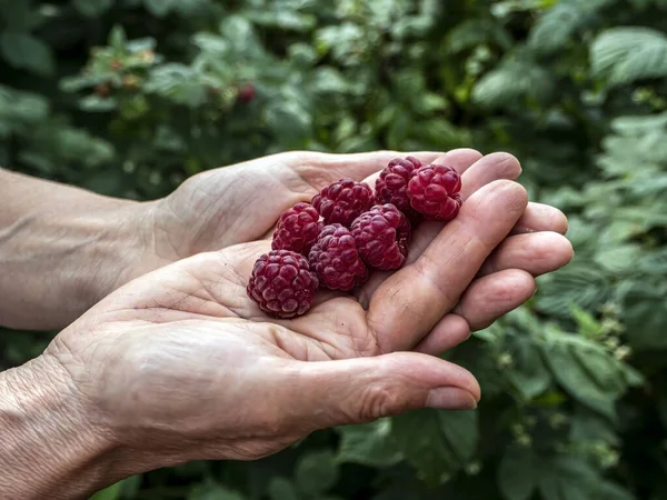 Bright Red Ripe Raspberries Palm Your Hand — Stock Photo, Image
