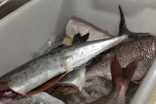 Assorted fish in tub of ice. — Stock Photo, Image