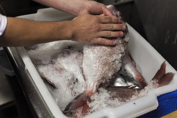 Un chef sélectionne du poisson dans un bain de glace pour le nettoyage . Photos De Stock Libres De Droits