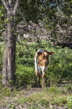 Bir buzağı gölge sabahın erken saatlerinde bulur.. 
