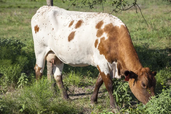 Bir Hemşirelik Guernsey inek açık yeşil alana grazes. 