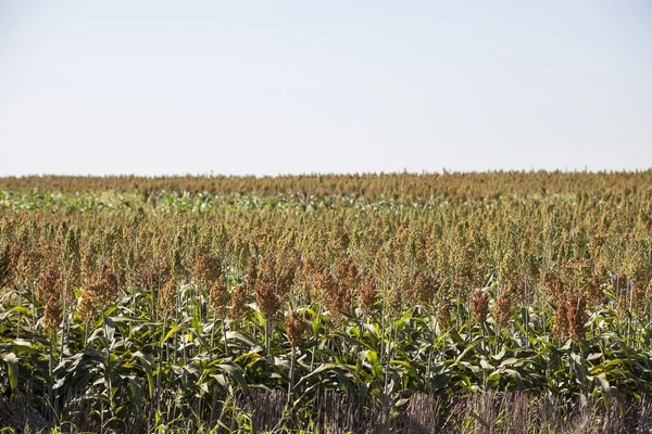 Ett fält av växande sorghum. — Stockfoto