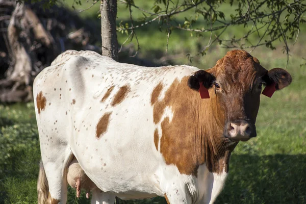 Guernsey inek açık bir alana standları. 