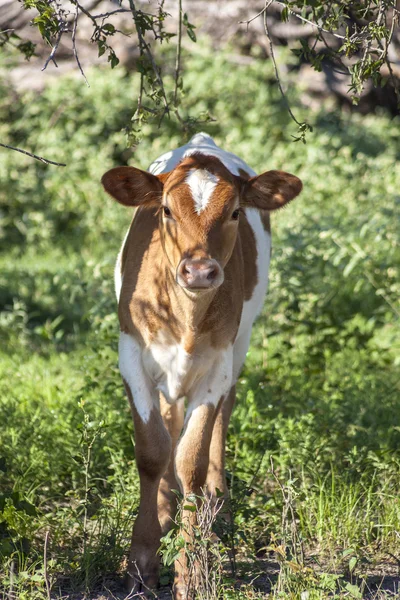 A young Guernsey calf seeks early morning shade. Stock Photo