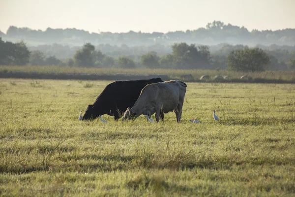 Deux vaches paissent dans un champ ouvert juste après le lever du soleil . Photo De Stock