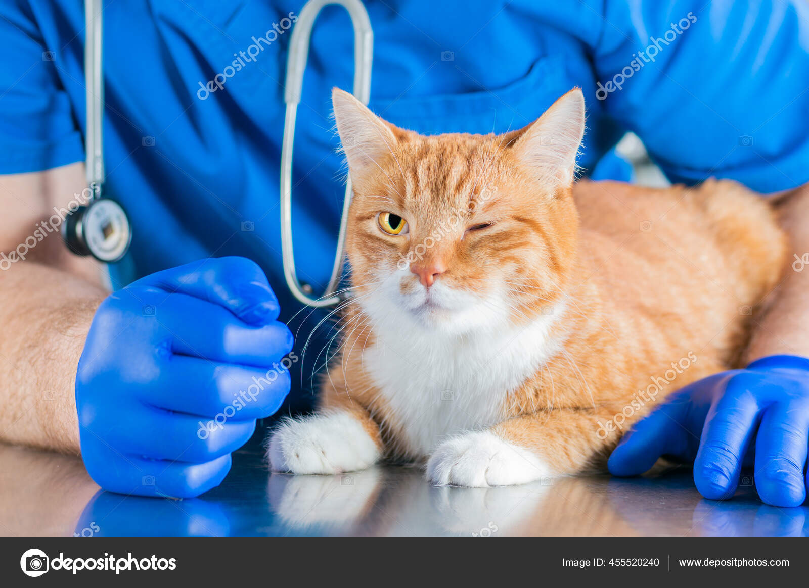 手术室桌上一只有趣的生姜猫的画像兽医的概念混合媒体 图库照片 C Zaretsky Andrey87 Gmail Com