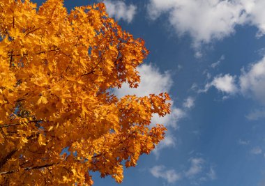 Altın akçaağaç yaprakları sonbahar ağacında beyaz bulutlu mavi gökyüzüne karşı. Güneşli bir günde parlak sonbahar yeşilliği, doğal mevsimlik arka plan