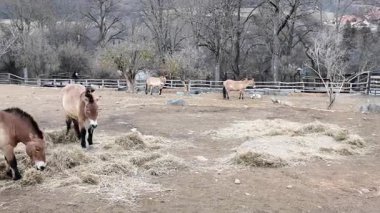 Atlar kırsal bir çayırda otlarken görülüyor, sakin çevreyi ve doğanın güzelliğini yakalayan pürüzsüz bir kamera tavasıyla, hayvan davranışlarını ön plana çıkarıyor.