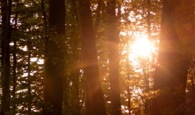Altın güneş ışınları gür ormanlarda sonbaharda gür ağaç gövdeleri boyunca akar, zengin yapraklar ve bulanık arka planda sıcak doğal tonlarla