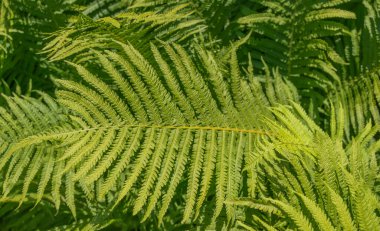 Bright green fern leaves in sharp focus under natural sunlight with deep green foliage in background.