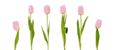 Pembe laleler farklı yükseklik ve yönelimlere sahip bir çizgide gösteriliyor, yumuşak taç yaprakları ve parlak yeşil yapraklar temiz beyaz arka planda.