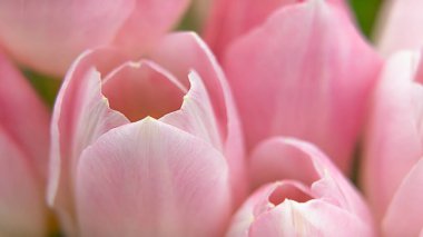 Yumuşak yapraklarını ve karmaşık detaylarını vurgulayan pembe lale çiçeklerinin yakın çekimi, doğal zarafetlerini vurgulamak için güzelce düzenlenmiştir.