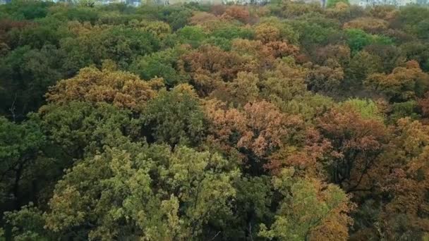 Vliegen over het park in de herfst, kleurrijke boomtoppen. Stad aan de horizon — Stockvideo