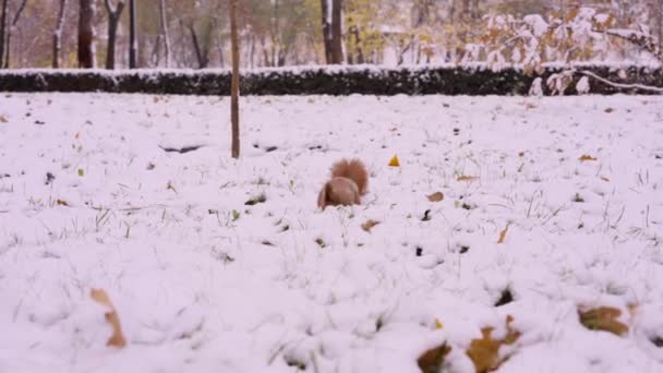 Una ardilla busca una nuez en el follaje bajo la nieve y salta al parque — Vídeos de Stock