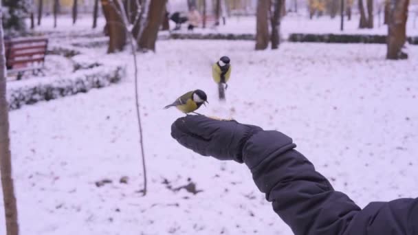 Two tits in the park in winter eating with a gloved hand — Vídeos de Stock