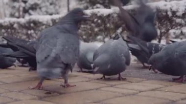 Kışın kar yağdıktan sonra parkta güvercinleri beslemek, yakın plan.