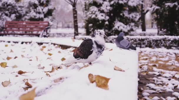 Кормление голубей в парке зимой после снегопада, крупным планом — стоковое видео