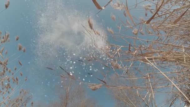 Повільний рух снігу падає на тлі блакитного неба і очерету, що падає на лінзу — стокове відео