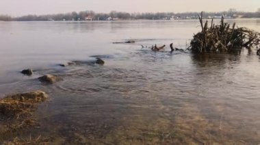 Nehir, akıntı ve taşlara yakın olan kıyılarından taştı. Yıkanmış bankanın arka planına ve engellere karşı..