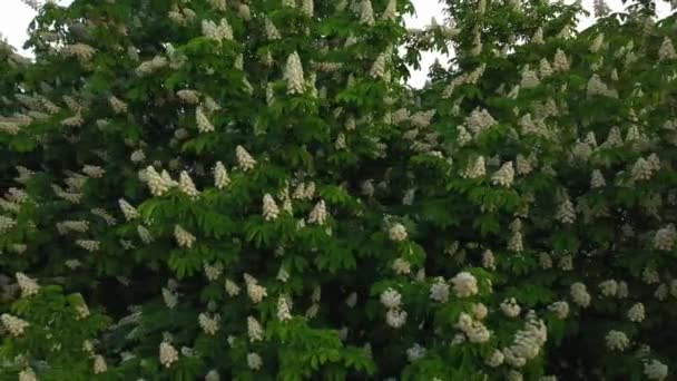 Flyger på våren längs de blommande kastanjerna. — Stockvideo