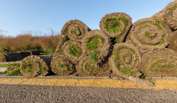 Mudança de cobertura, rolos de grama na grama perto do campo de golfe, no verão ao pôr do sol. — Fotografia de Stock