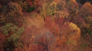 Sonbaharda parkın üzerinde uçmak, renkli ağaç tepeleri. Ufuktaki şehir