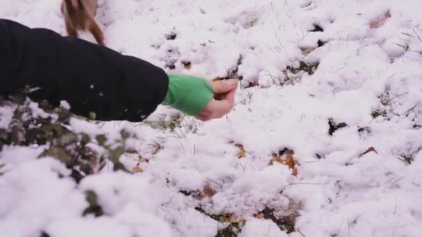 Ein Mädchen füttert im Winter ein Eichhörnchen aus ihren Händen, auf einem Rasen mit Schnee — Stockvideo