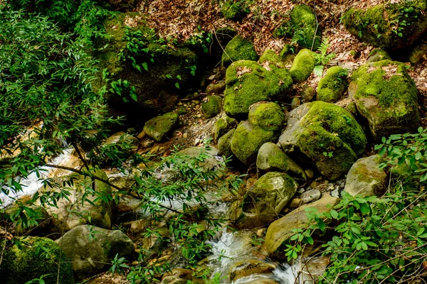 Long Exposure River and Green Moss Stone in Forest — стоковое фото