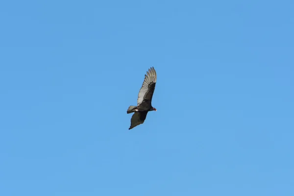 Aus nächster Nähe fliegender Vogel am blauen Himmel — Stockfoto