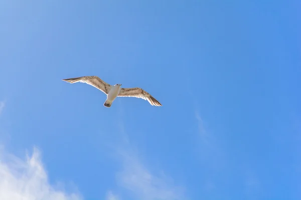 Aus nächster Nähe fliegender Vogel am blauen Himmel — Stockfoto