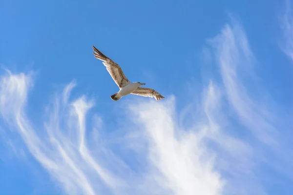 Aus nächster Nähe fliegender Vogel am blauen Himmel — Stockfoto