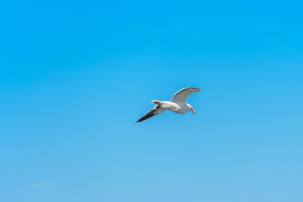 Aus nächster Nähe fliegender Vogel am blauen Himmel — Stockfoto